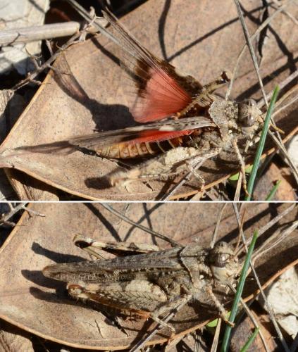 Réf. 242 482 : Acrotylus insubricus insubricus